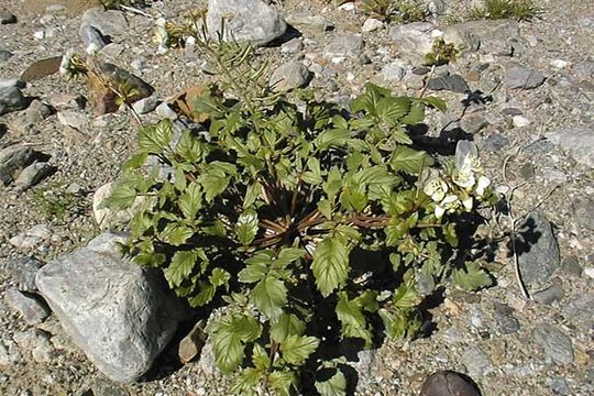 Image of Chylismia claviformis A. A. Heller