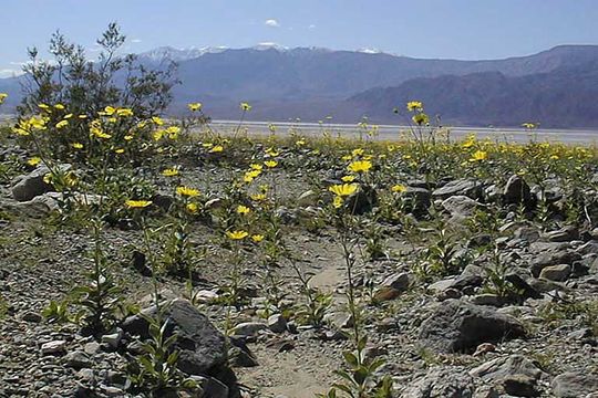 Image de Geraea canescens Torr. & A. Gray