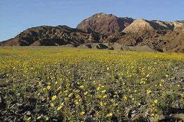 Geraea canescens Torr. & A. Gray的圖片