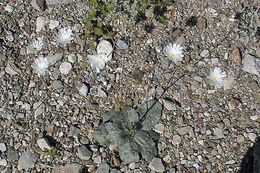 Image of parachute plant