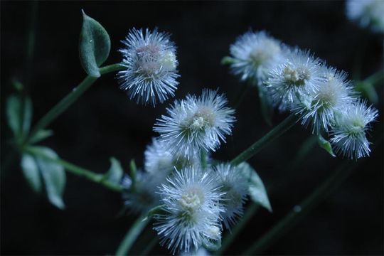 Plancia ëd Galium matthewsii A. Gray