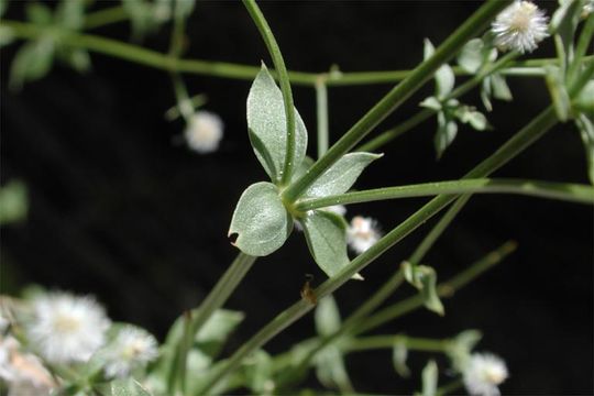 Image of bushy bedstraw