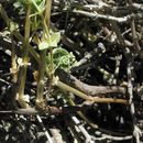 Image of bushy bedstraw