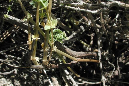 Image of bushy bedstraw