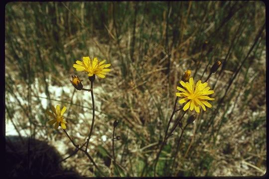 صورة Crepis runcinata subsp. hallii Babc. & Stebbins