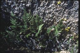 Image of <i>Cheilanthes covillei</i>