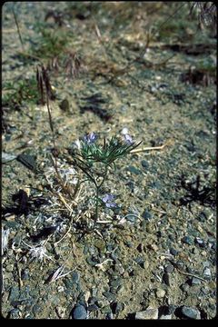 Imagem de Eriastrum wilcoxii (A. Nelson) Mason