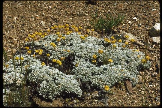 Imagem de Eriogonum caespitosum Nutt.