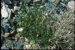 Image of shinyleaf sandpaper plant
