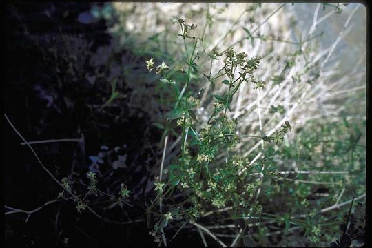 Image of shrubby bedstraw