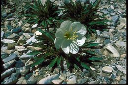 Oenothera cespitosa subsp. marginata (Nutt. ex Hook. & Arn.) Munz resmi