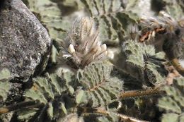 Image of hairy prairie clover