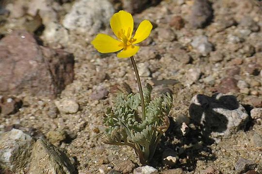 Eschscholzia minutiflora S. Wats. resmi