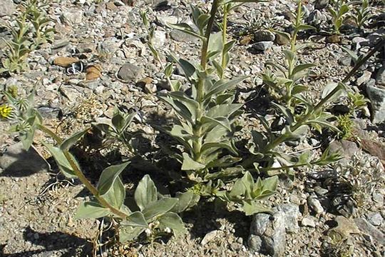 Image de Geraea canescens Torr. & A. Gray