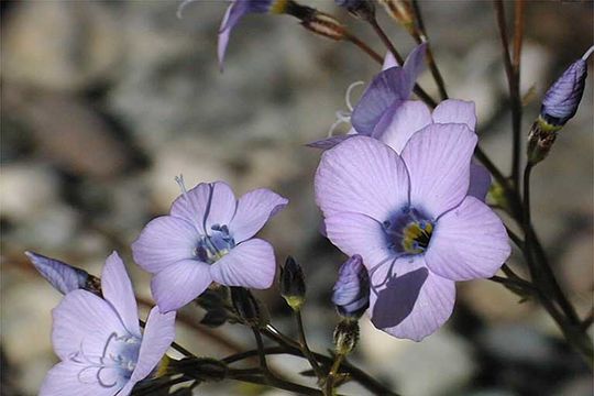 Image of showy gilia