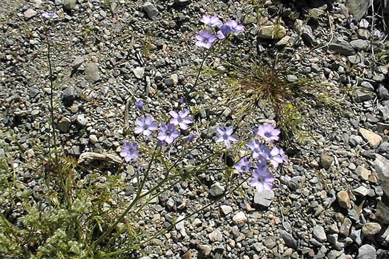 Image of showy gilia