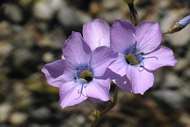 Image of showy gilia