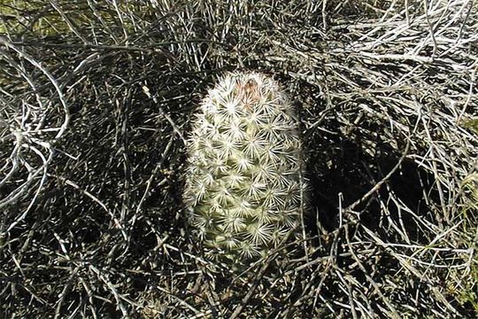 Image of Common Fishhook Cactus