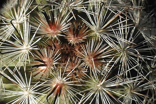 Image of Common Fishhook Cactus