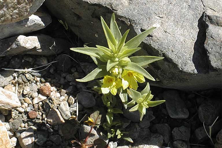 Image of <i>Mohavea breviflora</i>