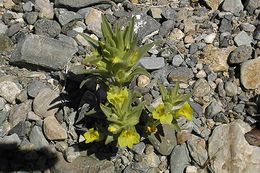 Image of <i>Mohavea breviflora</i>