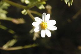 Image of Emory's rockdaisy