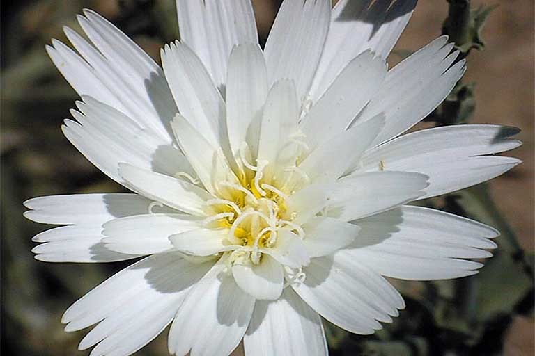 Image of New Mexico plumeseed