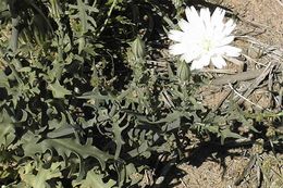 Image of New Mexico plumeseed