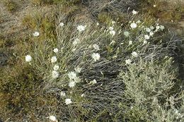 Image of New Mexico plumeseed