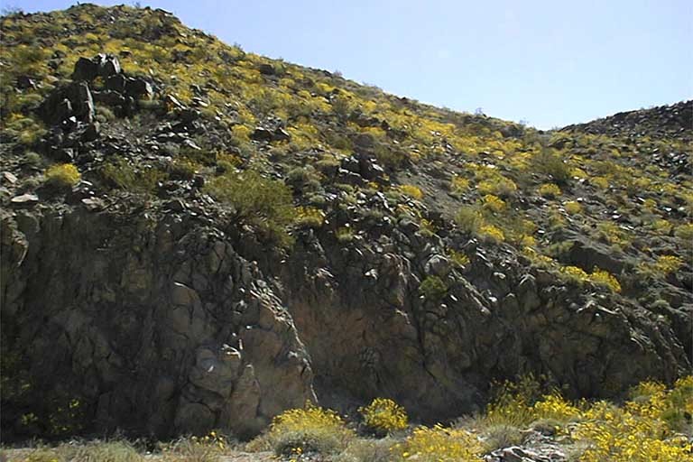 Image of brittlebush