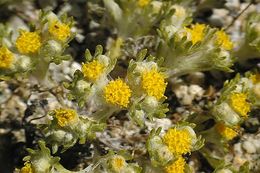 Image of Pringle's woolly sunflower