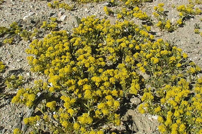 Image of yellow pepperweed