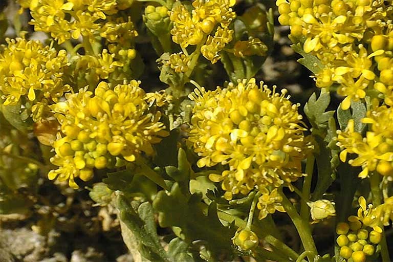 Sivun Lepidium flavum Torr. kuva