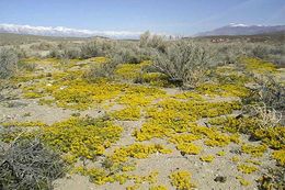 Image of yellow pepperweed