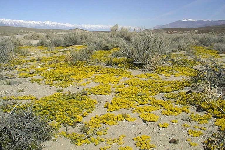 Sivun Lepidium flavum Torr. kuva