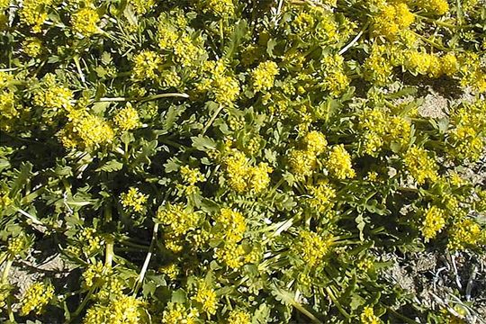 Sivun Lepidium flavum Torr. kuva