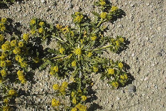 Image of yellow pepperweed