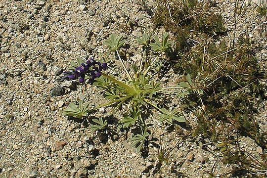 Image of Mojave lupine