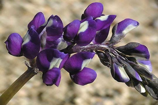 Image of Mojave lupine