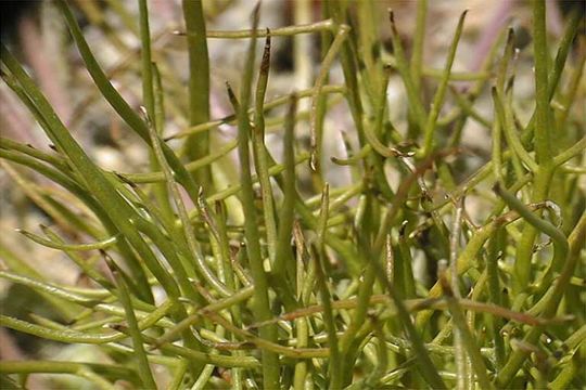 Image of smooth desertdandelion