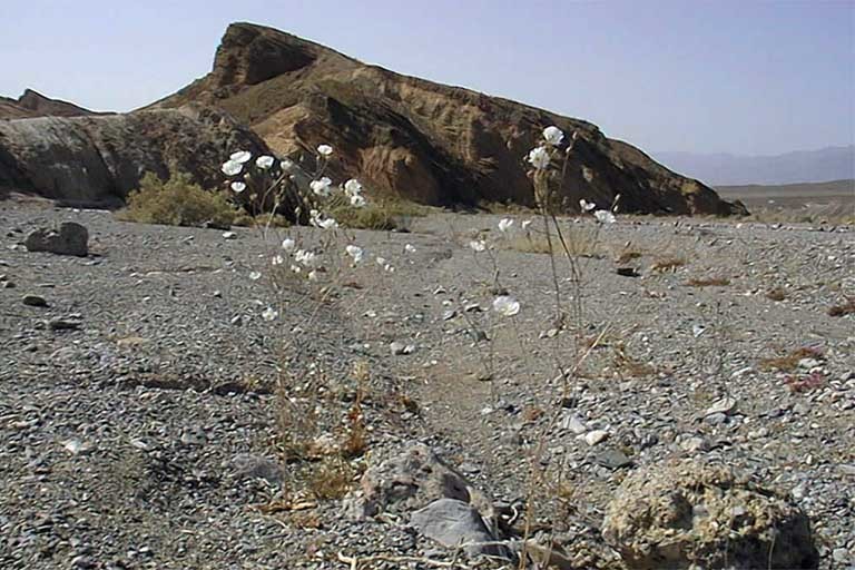 Image of parachute plant