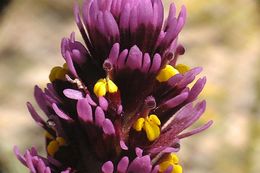 Image of exserted Indian paintbrush