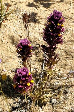 Image of exserted Indian paintbrush