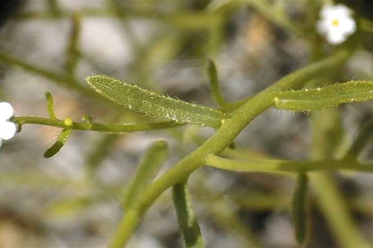 Image of scented cryptantha