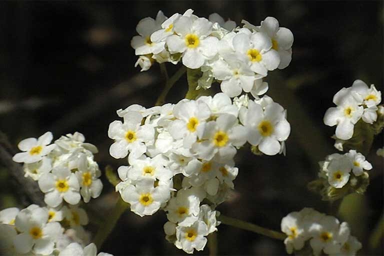 Cryptantha utahensis (A. Gray) Greene resmi