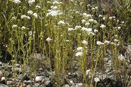 Cryptantha utahensis (A. Gray) Greene resmi