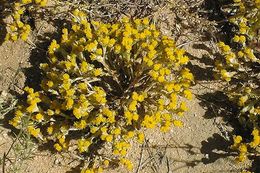 Image of Pringle's woolly sunflower