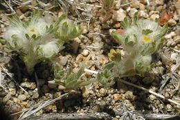 Image de Eriophyllum pringlei A. Gray