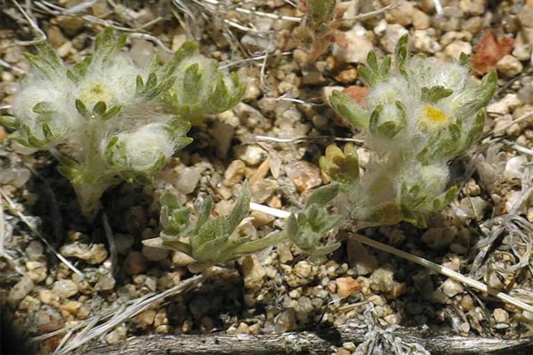Image of Pringle's woolly sunflower