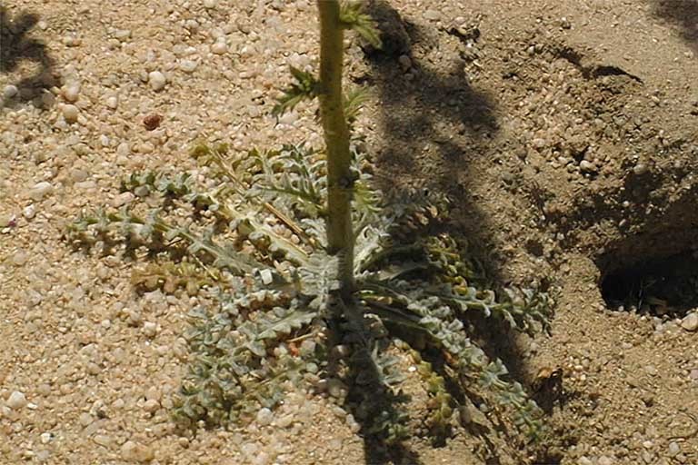 Image of hollyleaf gilia